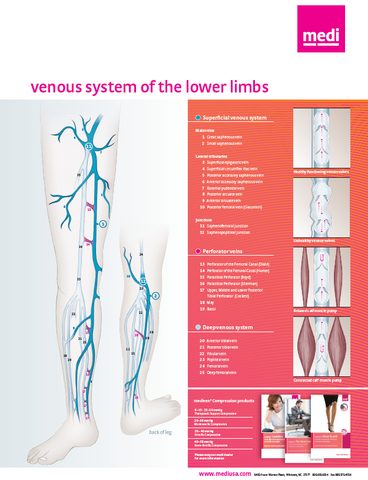 Venous System Poster