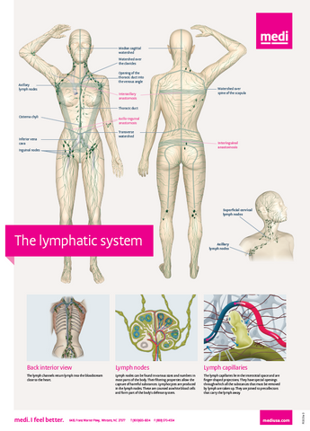 Lymphatic System Poster