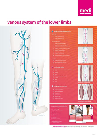 Venous System Poster