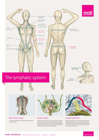 Lymphatic System Poster